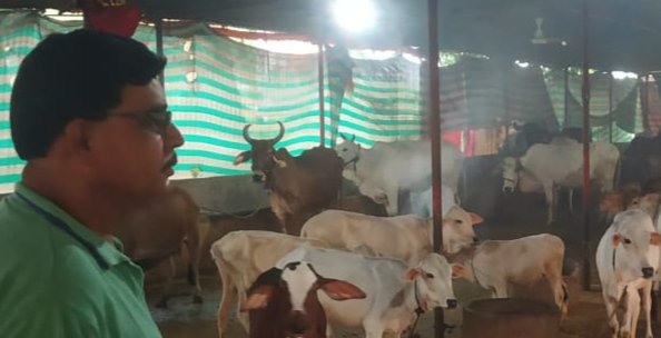 ब्यावरा:एसडीएम संजय उपाध्याय ने किया नरसिंह गौशाला का निरीक्षण