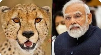 मप्र:पीएम मोदी का जन्म दिवस कूनो नेशनल पार्क में छोड़े चीता, 70 साल बाद हुई वापसी